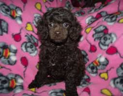 miniature poodle dog breeders puppies