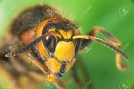 ホーネットは昆虫、最大の社会性ハチです。の写真素材・画像素材 Image 40152844