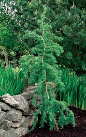 Trees For Tight Spaces Finegardening