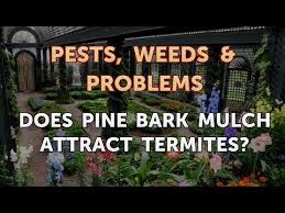 Does Pine Bark Mulch Attract Termites
