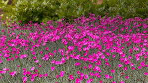 perennial dianthus flowers in the garden