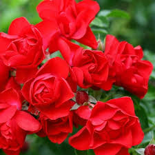 rose flower carpet scarlet