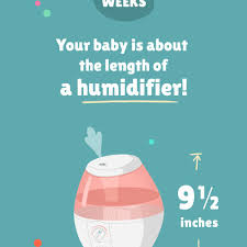 Последние твиты от studies weekly (@studiesweekly). 20 Weeks Pregnant Baby Development Symptoms And More