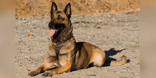 It is a very bright and obedient dog, determined and observant with strong protective and territorial instincts. Belgian Shepherd Dog All Our Info On The Malinois Holidogtimes