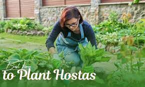 When Is The Best Time To Plant Hostas