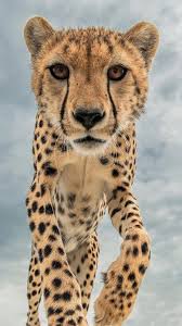 Cheetah Big Cat Cheetah Cat