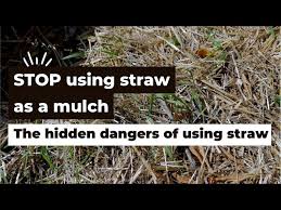 using straw as a mulch
