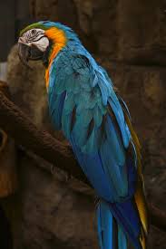 blue macaw wallpapers top free blue