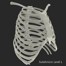 Many broken ribs are merely cracked. Rib Cage 3d Model 59 C4d Ma Lwo Max Obj 3ds Free3d