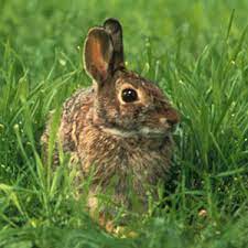 keeping rabbits out of the kitchen