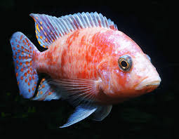 The Ultimate African Cichlid Guide Types Tanks Care And