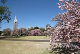 shinjuku gyoen cherry blossoms travel