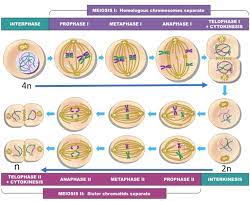 nnhsbiology meiosis and crossing over