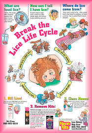 Neon Nits Lice Egg Locator Spray Lice Life Cycle Poster