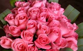 pink beautiful rose flower