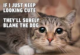 46 super funny grumpy cat memes!!!! Pin On Cat Meme