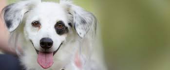 We believe in treating every patient as if they were our own pet, and giving them the same loving attention and care. List Of Dog Breeds Petfinder