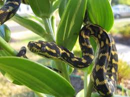 jungle carpet python in reptiles
