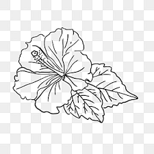 tropical flower drawing png transpa