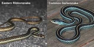 common gartersnake florida snake id guide