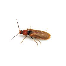 beetle identification info