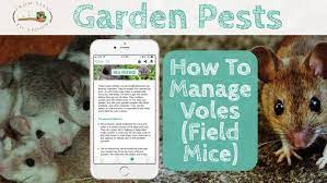 Garden Pests How To Manage Voles