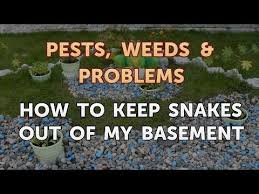 how to keep snakes out of my basement