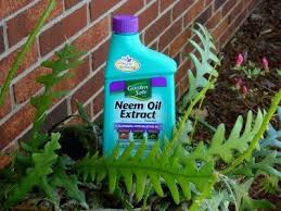 using neem oil insecticide