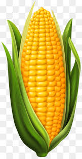 Sweet Corn Png Sweet Corn Illustration Sweet Corn Vector