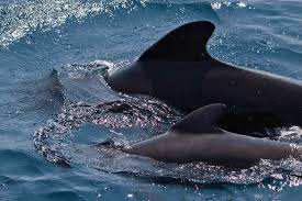 pilot whale guide where they live