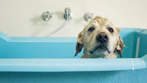 Never use human shampoo, dish soap, or baby shampoo to wash your puppy. Dogs 101 Everything You Should Know About Bathing Your Dog Dogtime