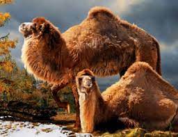 Fossil hunters have unearthed fragments of leg bone belonging to a giant camel that lived in the forests of the high arctic more than three million years palaeontology, archaeology and history. Solution For First Step To Ielts Practice Test Reading Practice Test 4