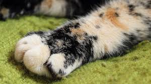 Image result for paw pictures