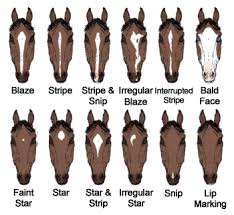 If You Want To Learn Horse Facial Markings Than Here You Go
