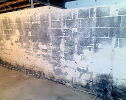 basement comprehensive mold management