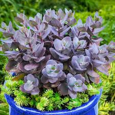 blue pearl sedum breck s