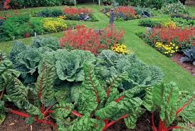 Yard How To Design An Edible Landscape