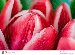 beautiful wet red tulip flowers a