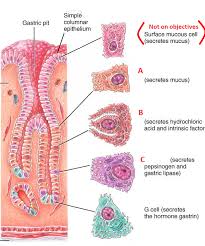 Learning Digestive Histology Quizlet Anatomy Physiology