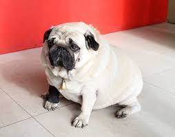 Download the perfect fat dog pictures. Fat Dog Unhappy Dog Short Life Bangkok Post Learning