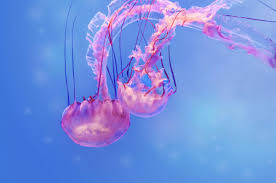 A List Of Popular Types Of Jellyfish With Pictures