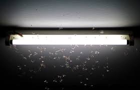 Keep Bugs Away From Led Lights