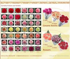 Fresh All Colours Flowers Images Top Collection Of