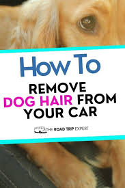 how to remove dog hair from the car 9