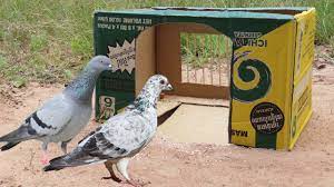 pigeon trap make from cardboard box and