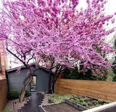 Garden Design Ideas The 10 Best Trees