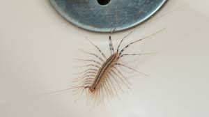 8 Best Ways To Get Rid Of House Centipedes