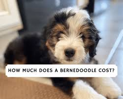 These bernedoodle puppies are expected to weigh between 20 lbs and 35 lbs fully grown. How Much Does A Bernedoodle Cost 2021 We Love Doodles