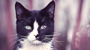 These cats also have protruding eyes due to the changes in the shape of the skull, with a reduced ability to close the eyelids; Entropion In Cats An Odd Eye Deformation Petcarerx