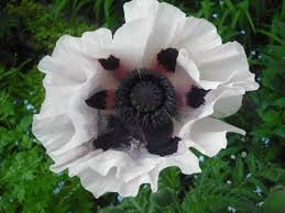 Bear in mind that there are tons of supplies and tips you need to prepare and apply as well. Fall Planting Oriental Poppies High Country Gardens